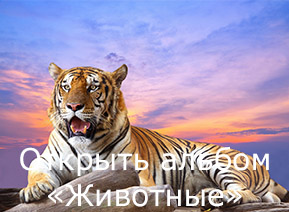 Фотопечать